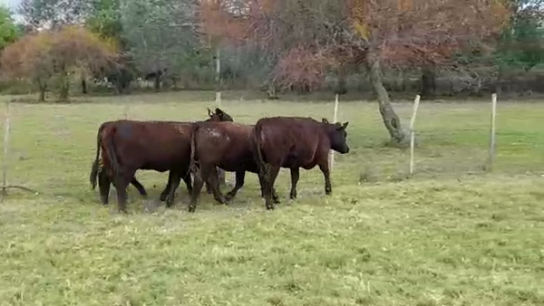 Lote 5 Vaquillonas 1 a 2 años ANGUS en OMBUES DE LAVALLE
