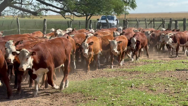Lote 75 Terneros en Corrientes, Mercedes