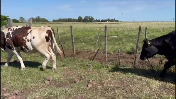 Lote VIENTRES ENTORADOS
