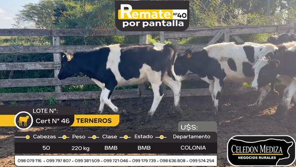 Lote 50 Terneros en Colonia