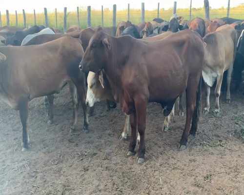 Lote 59 Novillitos en Juan José Castelli, Chaco