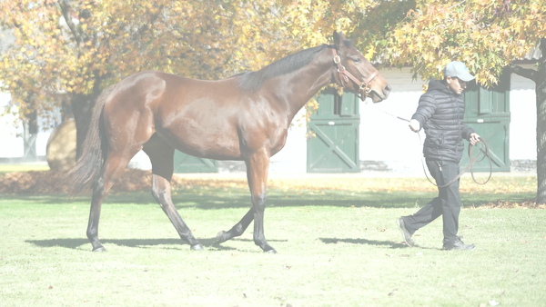 Lote NINFA BLUE (IVAR -  NASHIN BLUE)