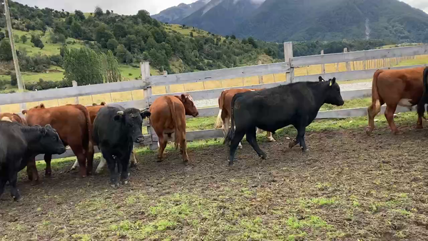 Lote 24 Novillo Engorda en Chile Chico, XI Región Aysén