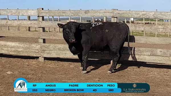 Lote Toros Angus 580kg - , Rocha