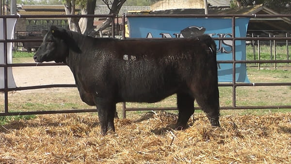 Lote VAQUILLONAS ANGUS  PP