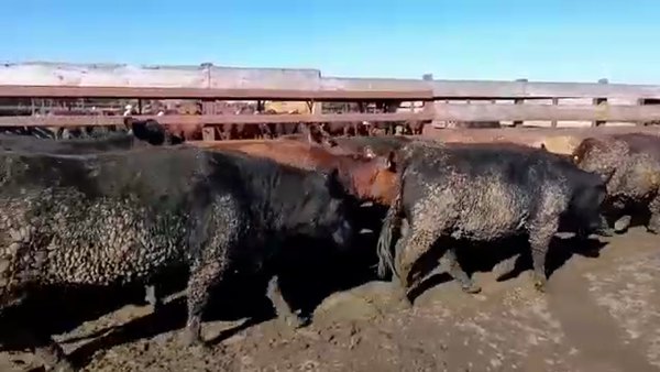 Lote 20 Vaquilla Gorda en Los Ángeles, VIII Región Biobío