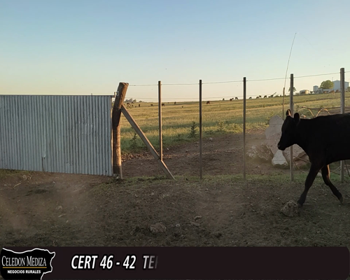 Lote (Vendido)41 Terneras 34 AA Y 7 RA 255kg -  en - CERRO CARMELO