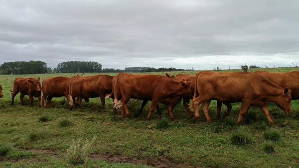 Lote 40 Vientres Preñados en Garzón, Maldonado
