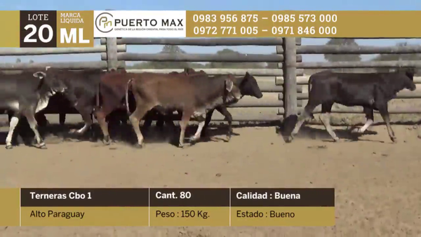 Lote Terneras hasta 170 kg