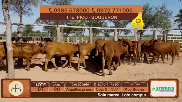 Lote Lote 7