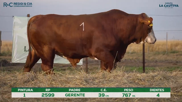 Lote Toros Braford controlados