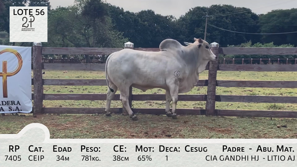 Lote LOTE 56
