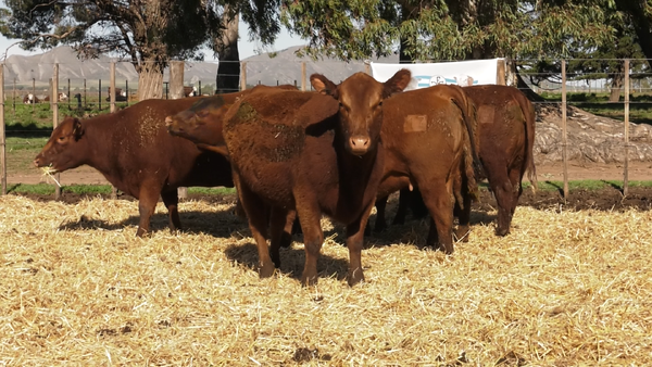 Lote VAQUILLONAS PC PARICION PRIMAVERA