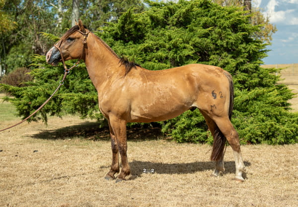 Lote ABROJO TROPILLERO
