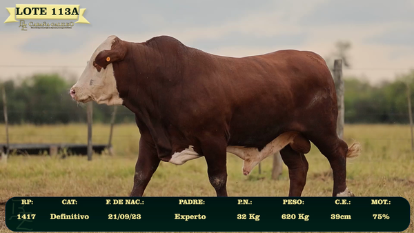 Lote LOTE 113 A