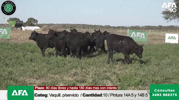 Lote """EL MATACO"" VAQUILLONAS PARA SERVICIO