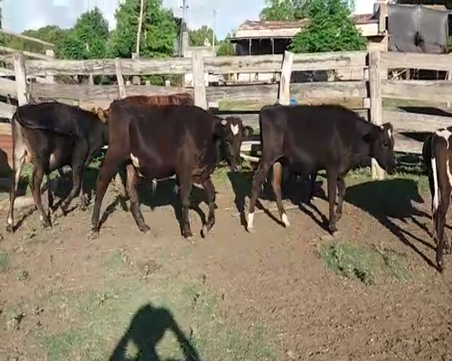 Lote (Vendido)7 Novillos AA/ NO 250kg -  en COLONIA BELGRANO