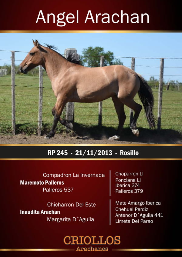 Lote Angel Arachán - RP 245