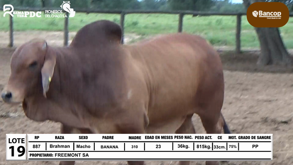 Lote Lote 19