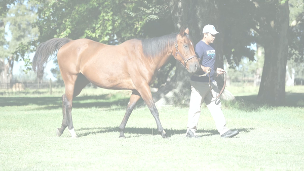 Lote MUCHA GOTA KEY  (KEY DEPUTY -  GOTA A GOTA)  VACIA. C/DERECHO A SERVICIO DE CITYSCAPE 2026'