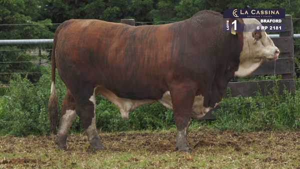 Lote TORO BRAFORD