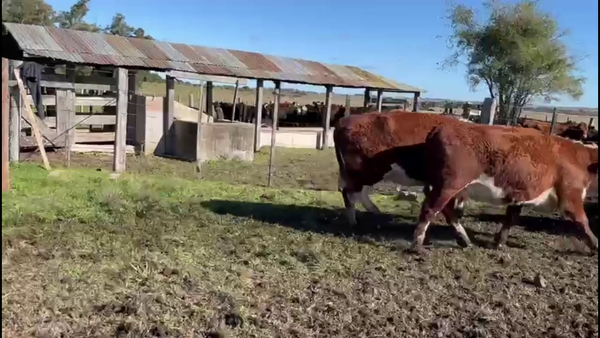 Lote VACAS DE INVERNADA