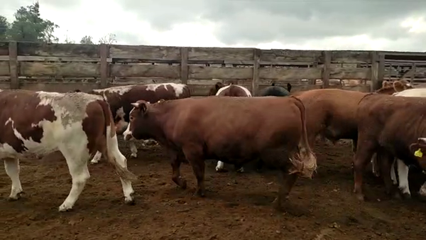 Lote 40 Novillo Gordo en Los Ángeles, VIII Región Biobío