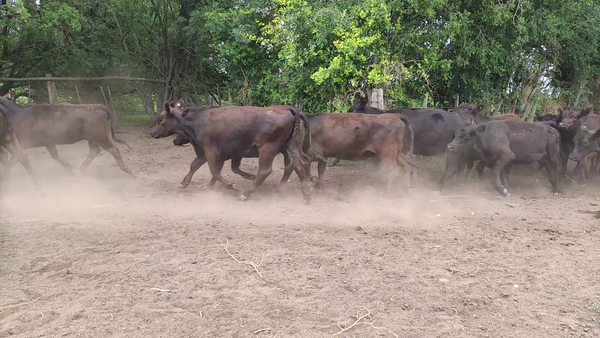 Lote 31 Vaquillonas C/ gtia de preñez en Brandsen, Buenos Aires
