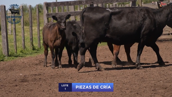Lote Lote 1 - San Sebastian
