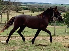 Lote Vale Doble Molles