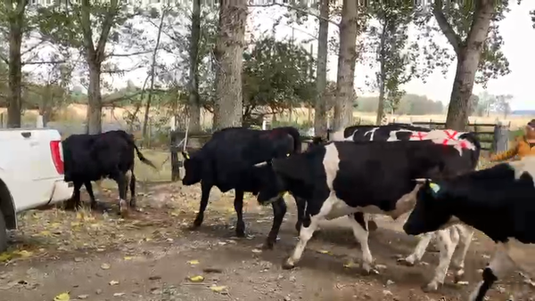 Lote 44 Novillo Gordo en Río Bueno, XIV Región Los Ríos