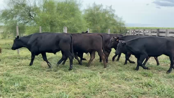 Lote NOVILLOS 1 a 2 AÑOS