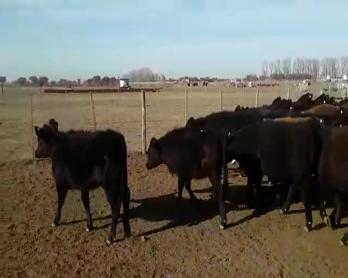 Lote 120 Terneras en Mayor Buratovich, Buenos Aires