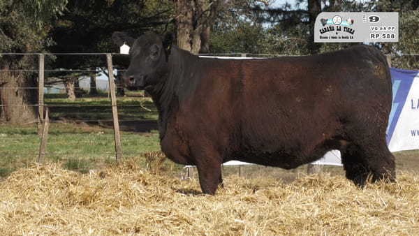 588 — HEMBRAS ANGUS PURAS DE PEDIGREE PREÑADAS