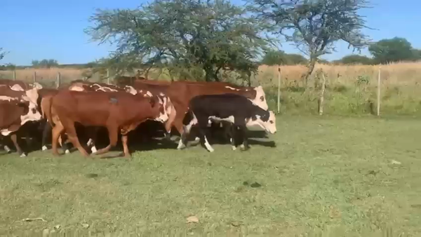 Lote 37 Terneros/as en Corrientes, Mercedes