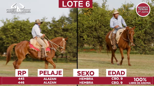 Lote Reproductores de Alborada - Lote 06