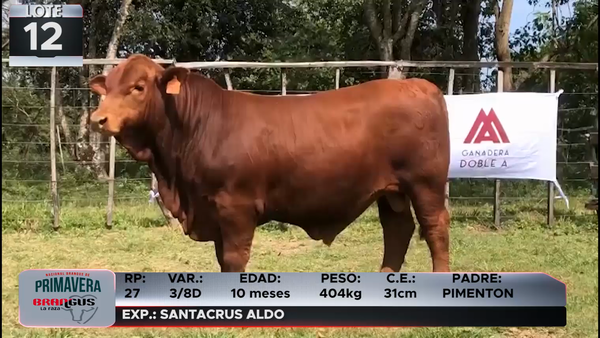 Lote LOTE 12