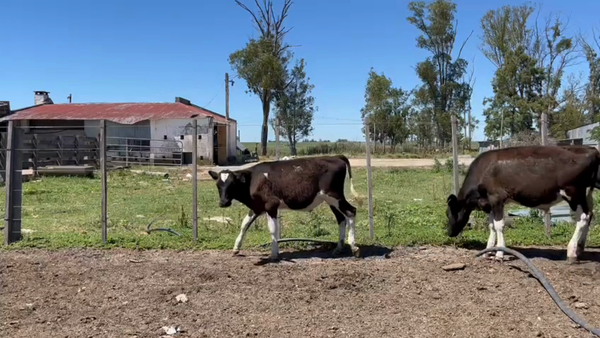 Lote Terneros