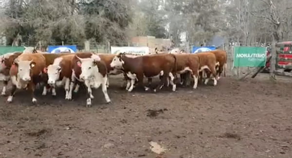 Lote 13 Vaquillonas en Tandil, Buenos Aires