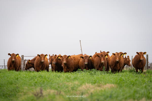 Lote VAQUILLONAS ANGUS COLORADAS PC C/GTÍA DE PREÑEZ