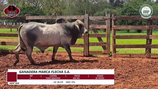 Lote TORO BRAHMAN