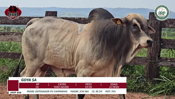 Lote TORO NELORE