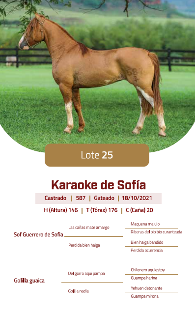 Lote LOTE 25