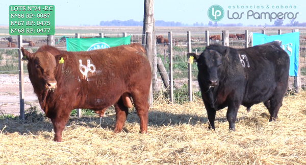 Lote TOROS PUROS CONTROLADOS