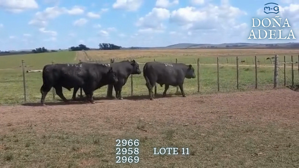 Lote TOROS ABERDEEN ANGUS