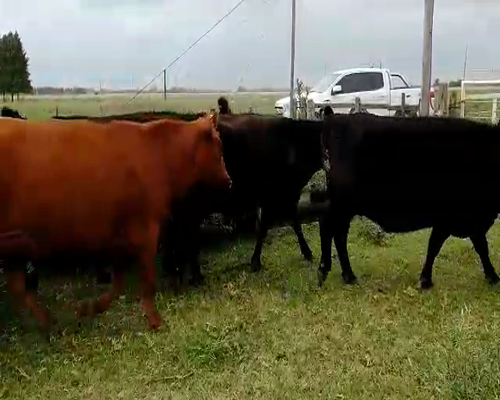 Lote 7 Vaquillonas en Brandsen, Buenos Aires