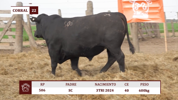 Lote Toros BRANGUS ULTRA BLACK EL AMPARO