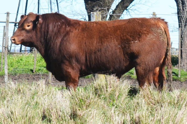 677 — Toros PC