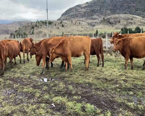 Lote 12 Vaca Preñada en XI Región Aysén, Coyhaique