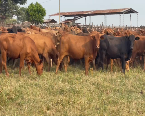 Lote 140 Vaquillonas en Ituzaingó, Corrientes